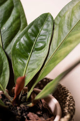 Anthurium superbum